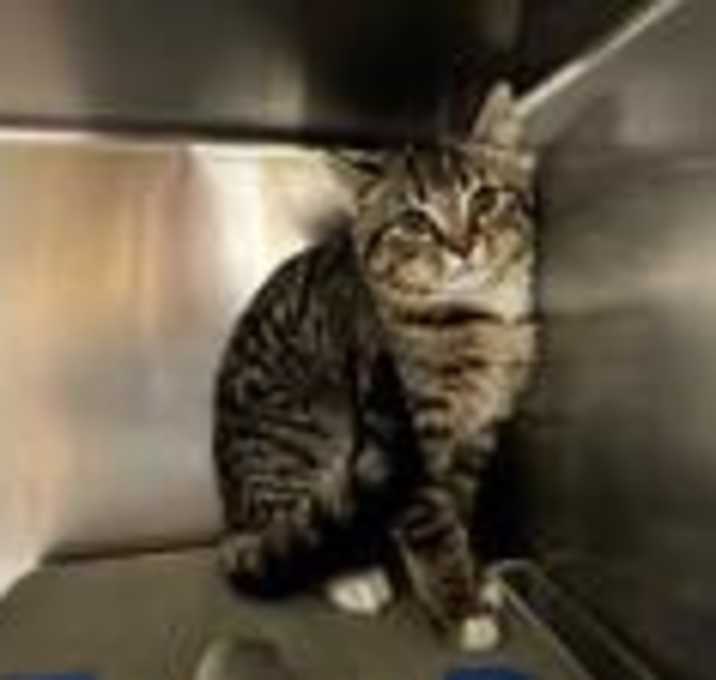 Photo of Tinkerbell
