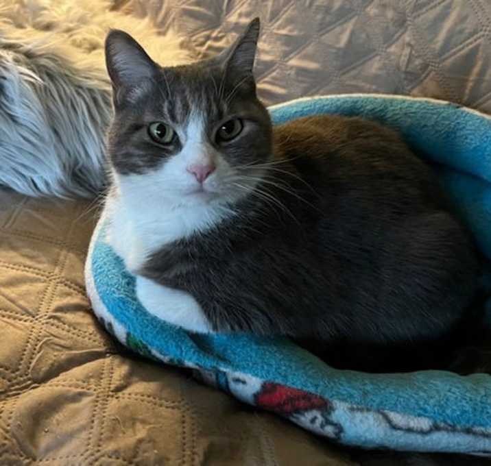 Photo of Monte (bonded w/ Phillip)