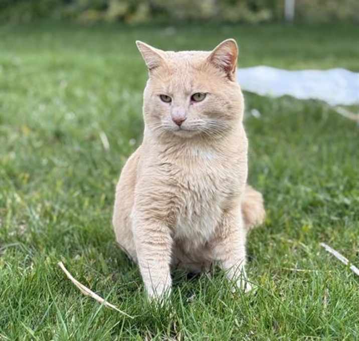 Photo of SIMBA