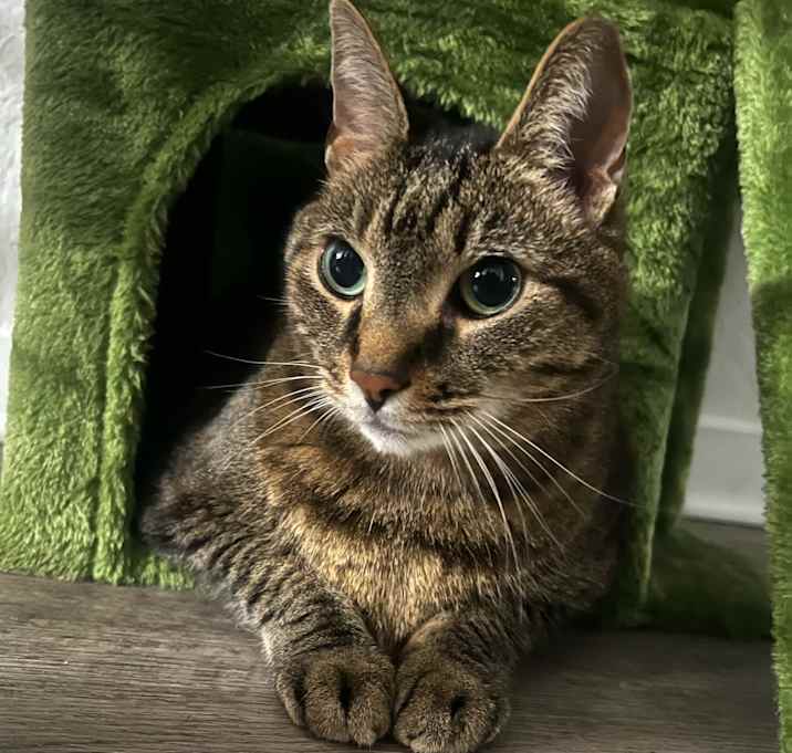 Photo of Tigger