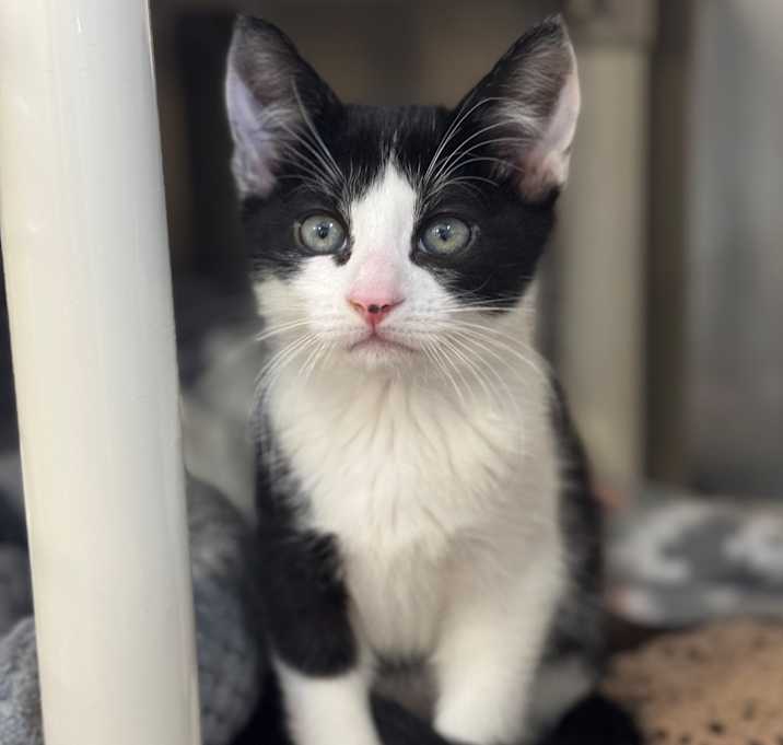 Photo of Patches