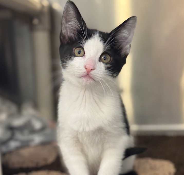Photo of Lucky