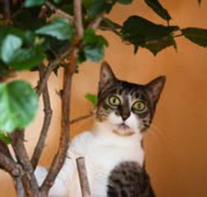 Photo of Tater