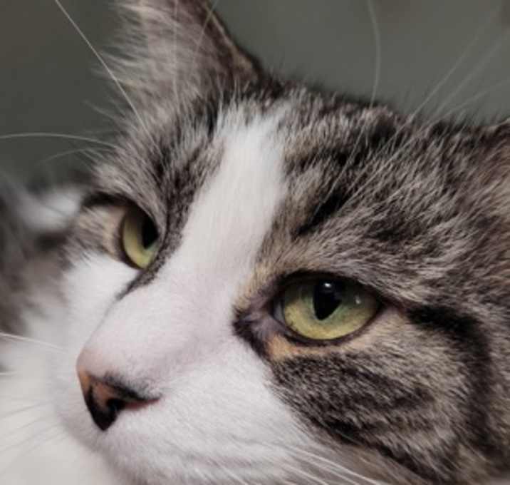 Photo of Fluffy
