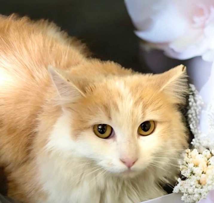 Photo of Ginger