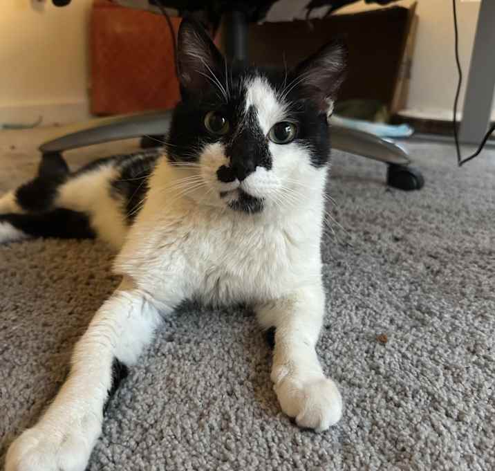 Photo of Mister Cow