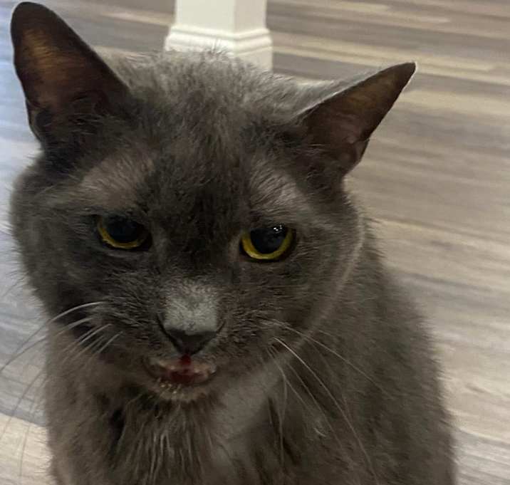 Photo of Mojo
