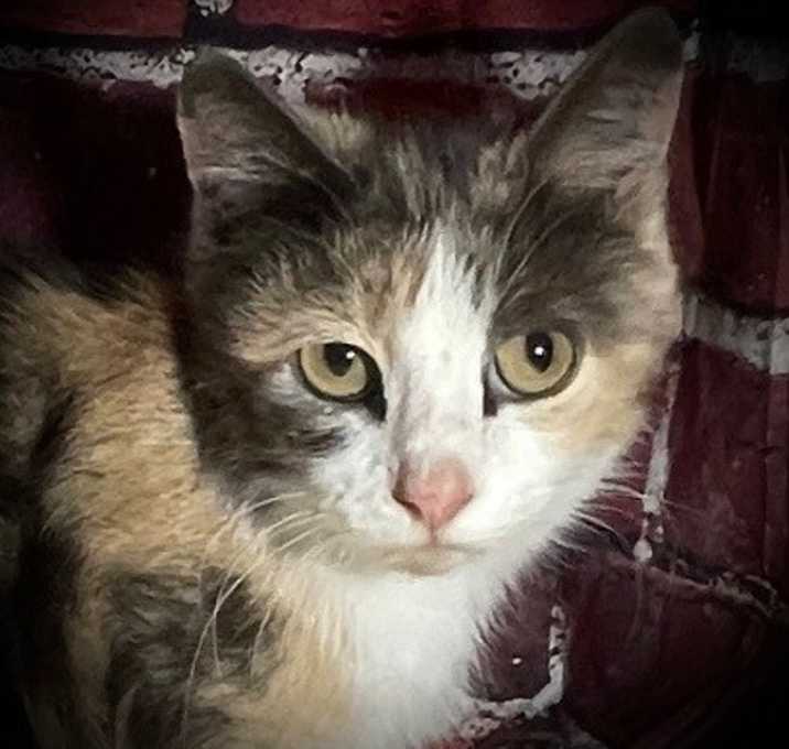 Photo of Penelope