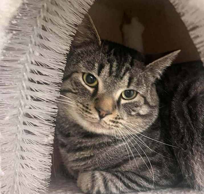 Photo of smokey