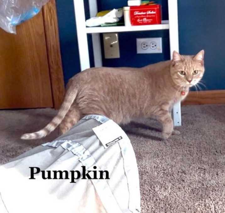 Photo of Pumpkin