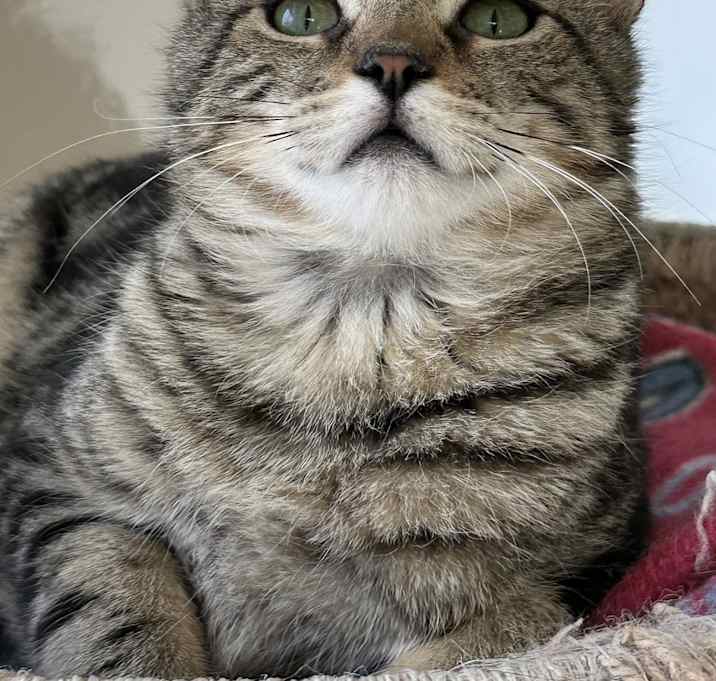 Photo of Jangles