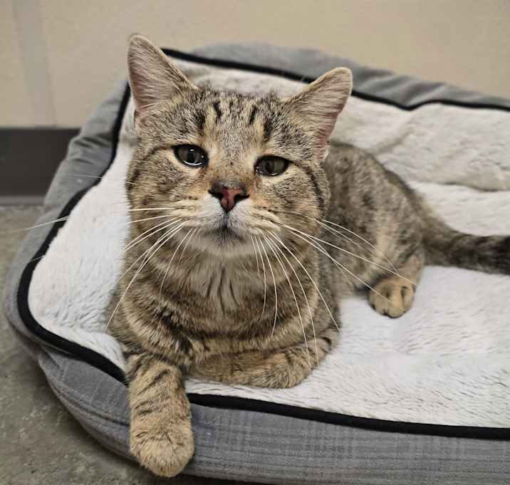Photo of Samson