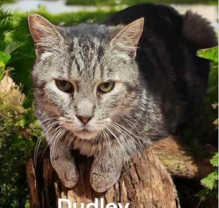Photo of Dudley