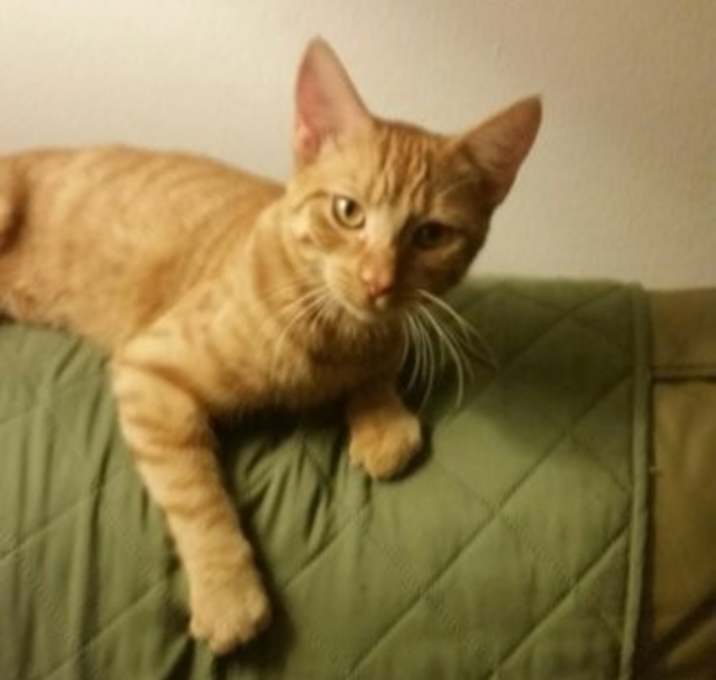 Photo of Cheeto