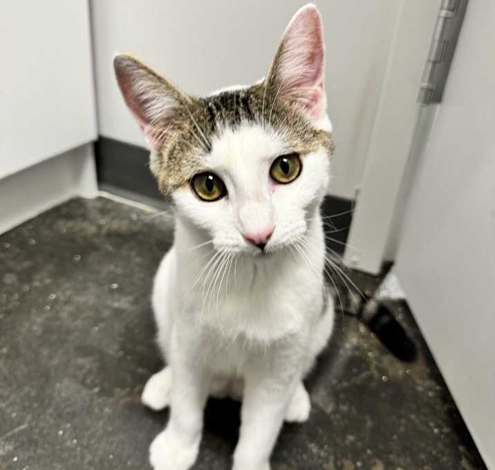 Photo of Sesame