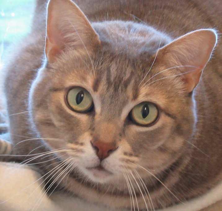 Photo of Miss Kitty