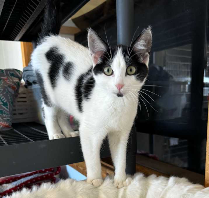 Photo of Feta - Polydactyl