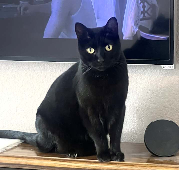 Photo of Luna