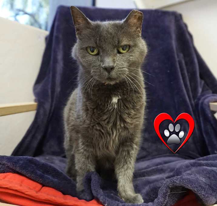 Photo of Bastet
