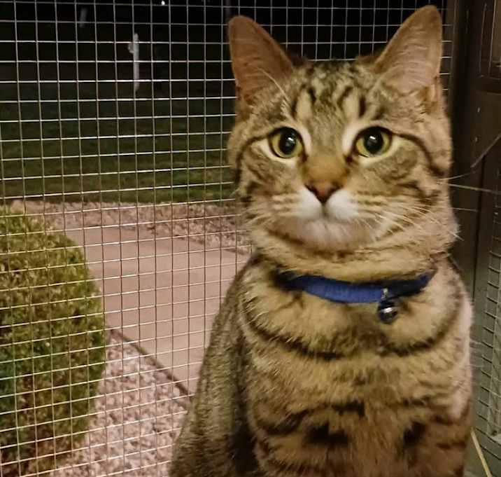 Photo of Cedar