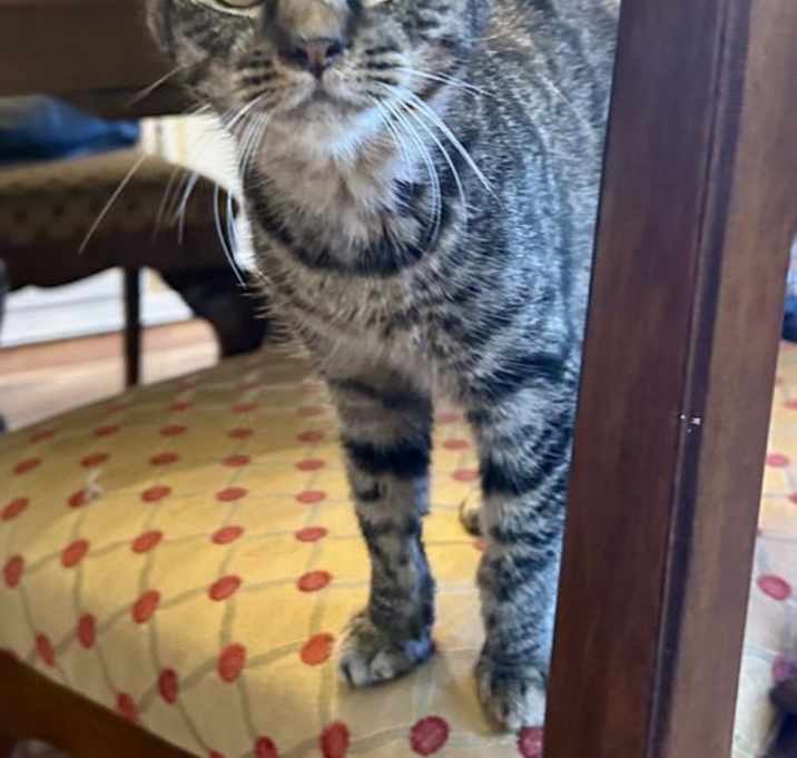 Photo of Presley 2