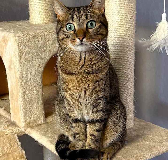 Photo of Niko
