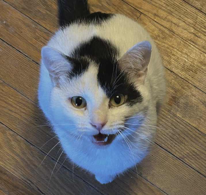 Photo of Hugo