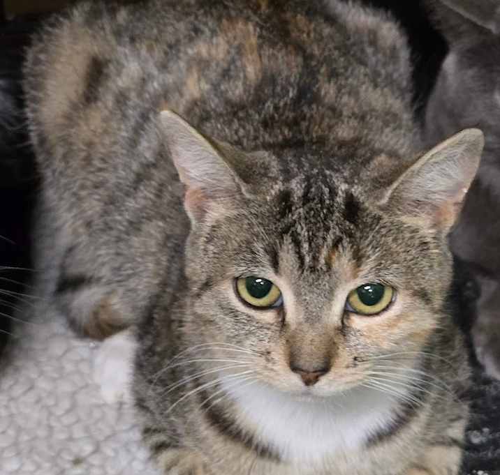 Photo of Parmesan