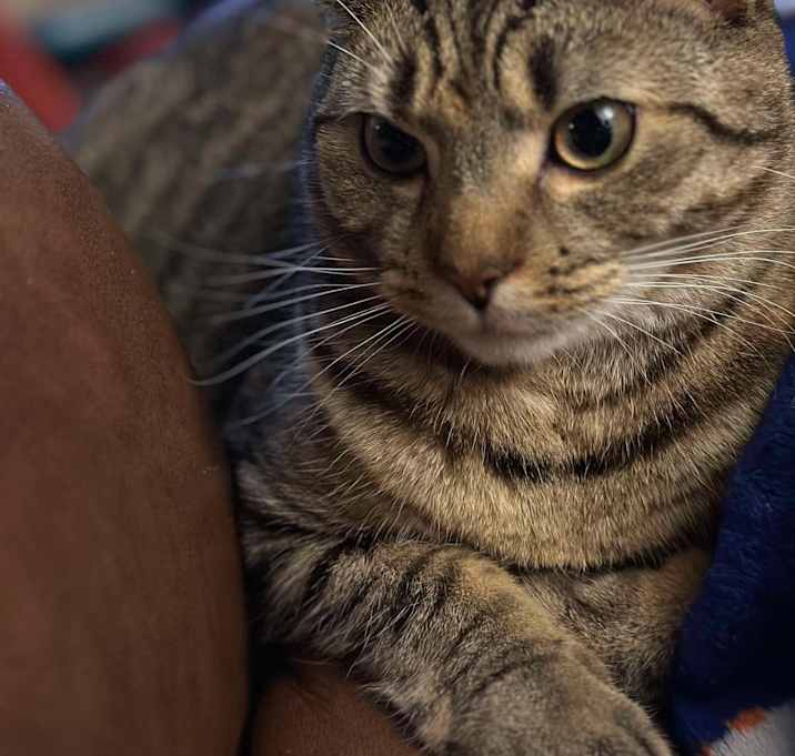 Photo of TIkka
