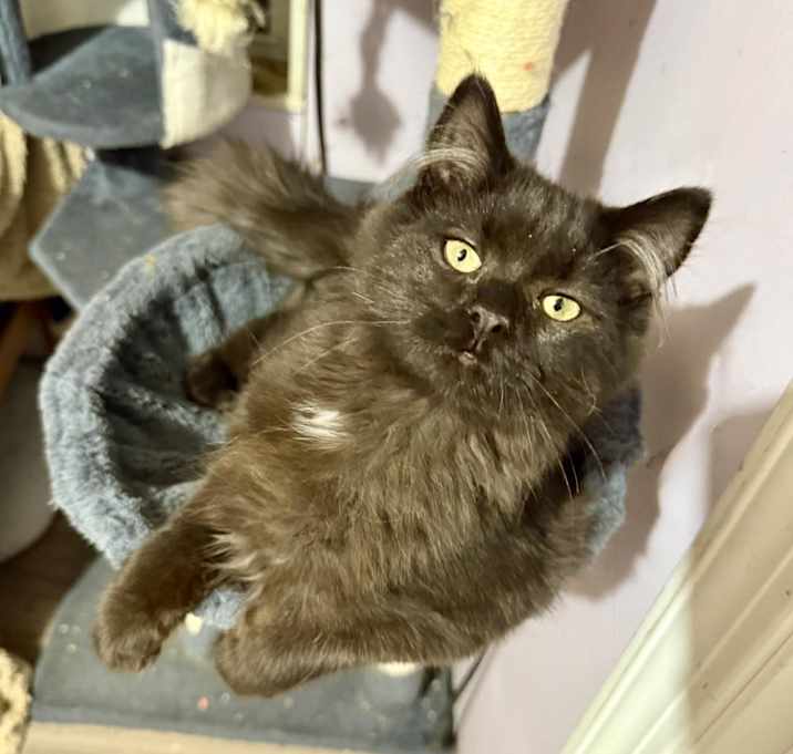 Photo of Juju