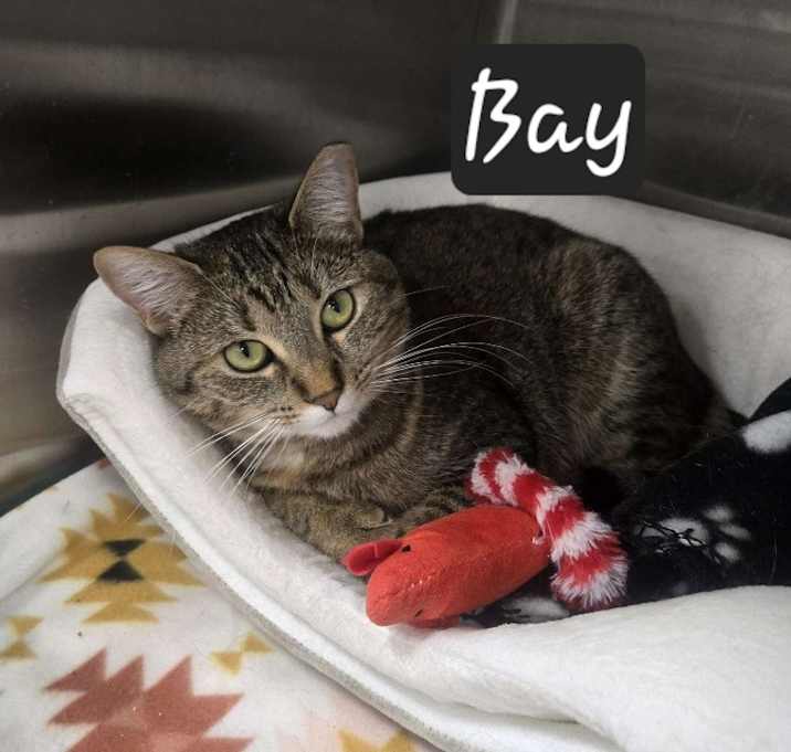 Photo of Bay