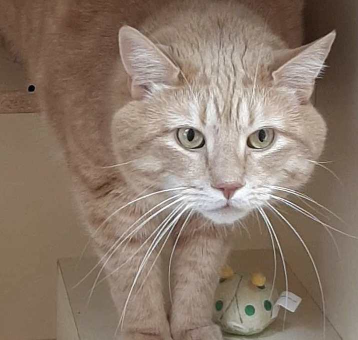 Photo of Joe Kitty Local