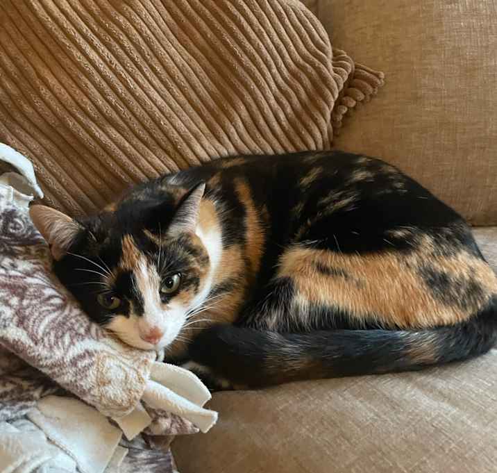 Photo of Whimsy