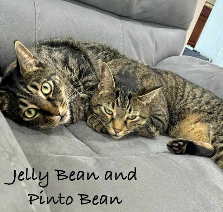 Photo of Pinto Bean
