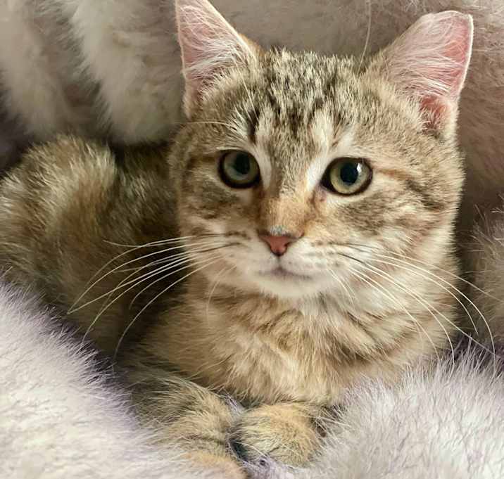 Photo of Zelda