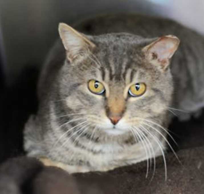 Photo of Mr. Bojangles