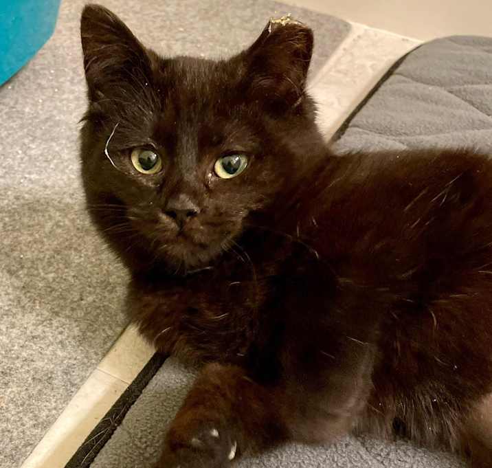 Photo of Shadow
