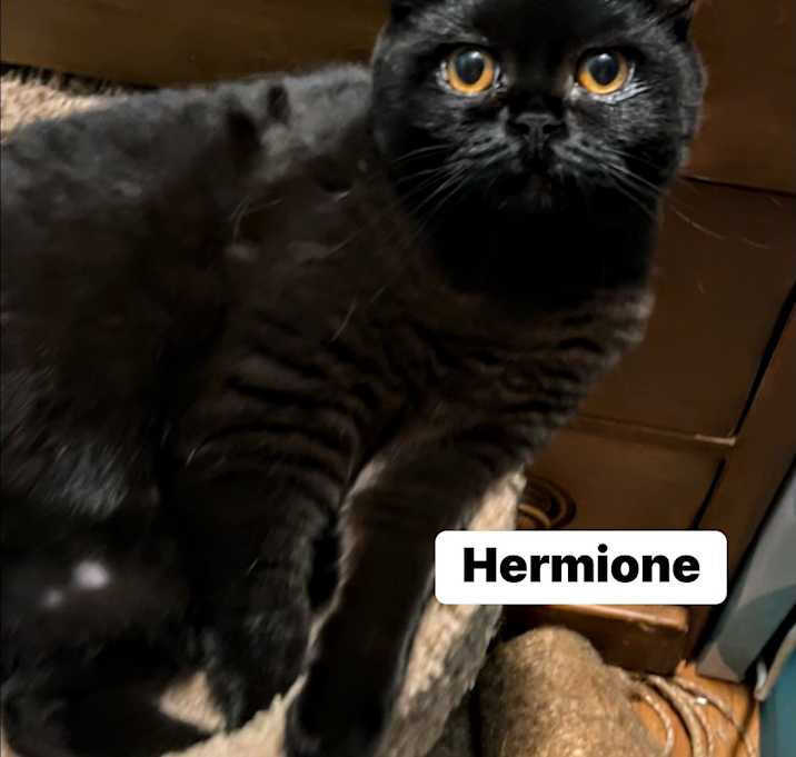 Photo of Hermione