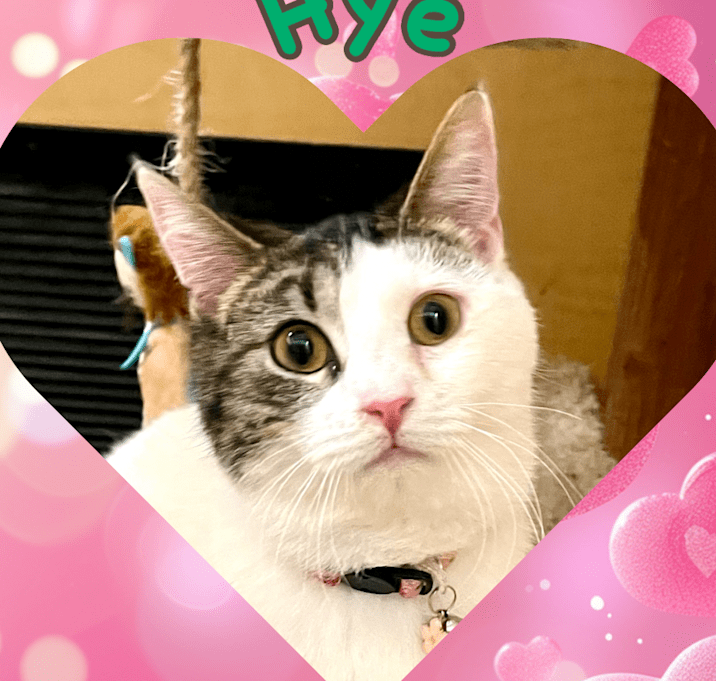 Photo of Hye