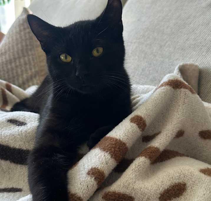 Photo of Ollie