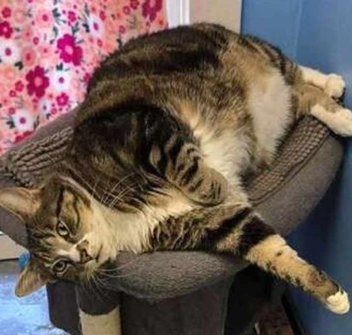 Photo of Simba