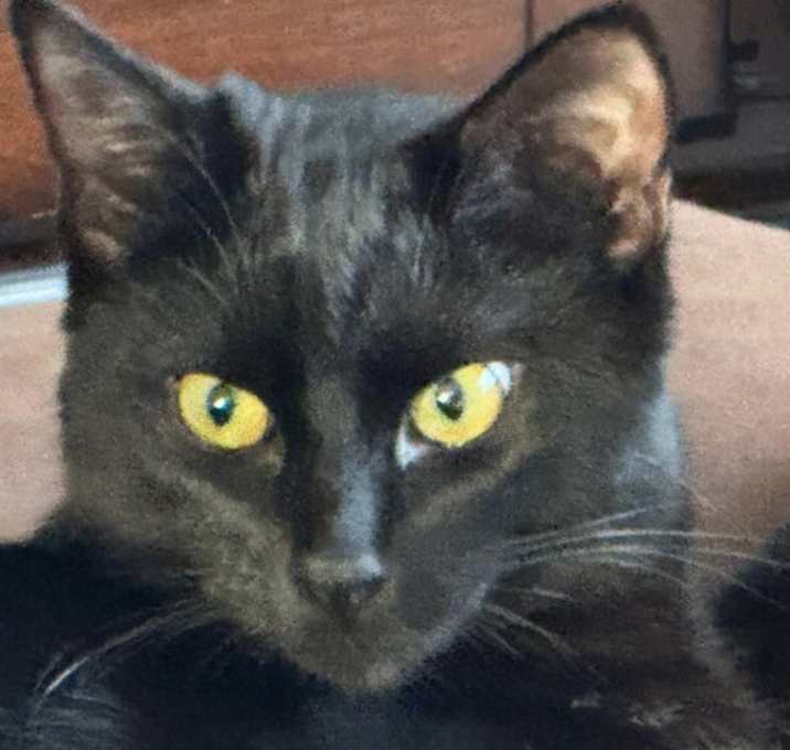 Photo of Ebony