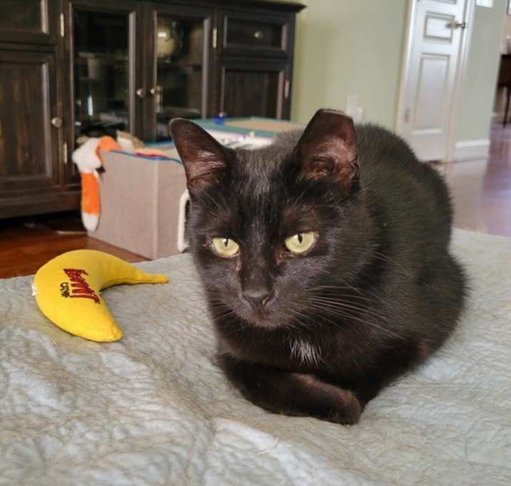 Photo of Kiwi