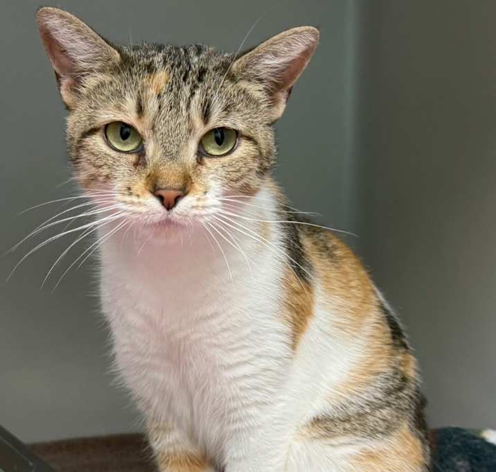 Photo of Kiwi