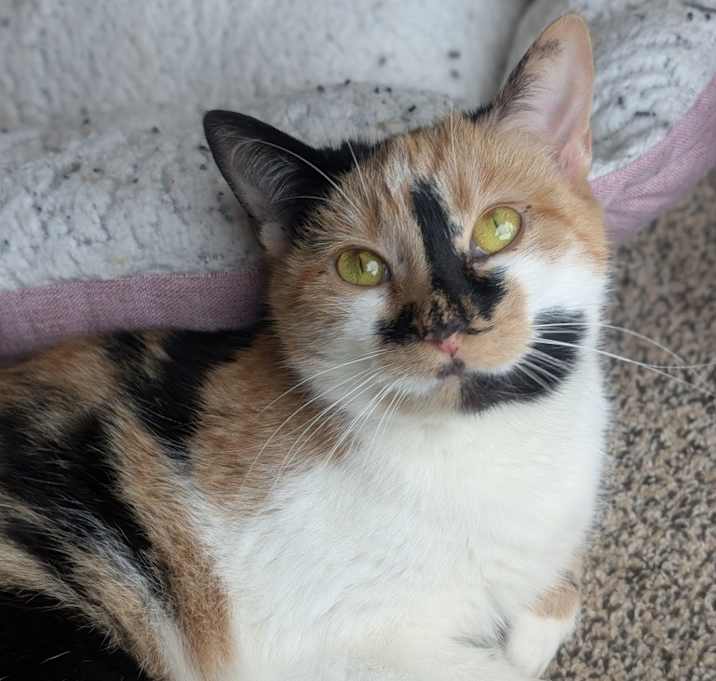 Photo of Violet Mae