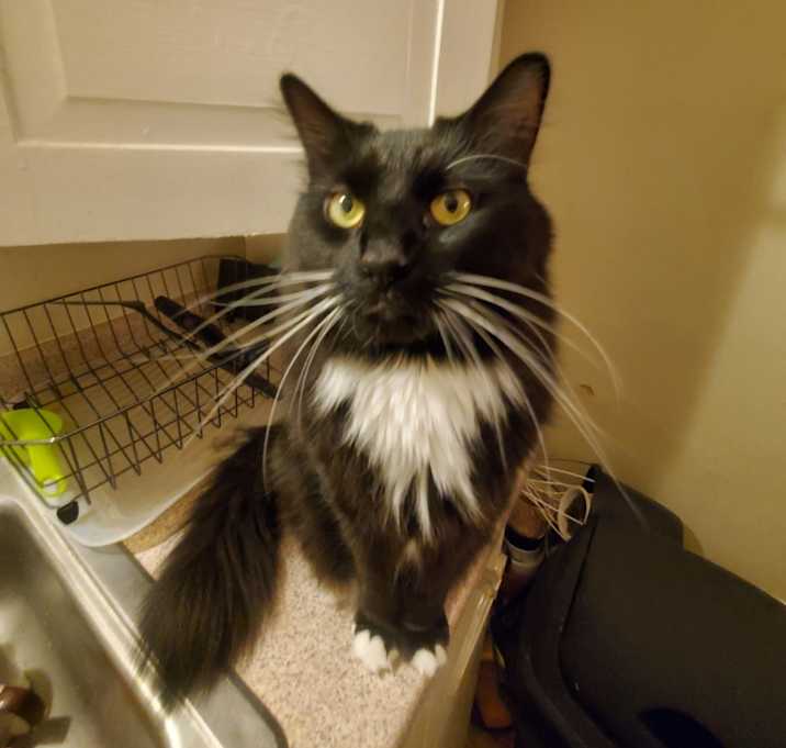 Photo of Sergeant Pepper
