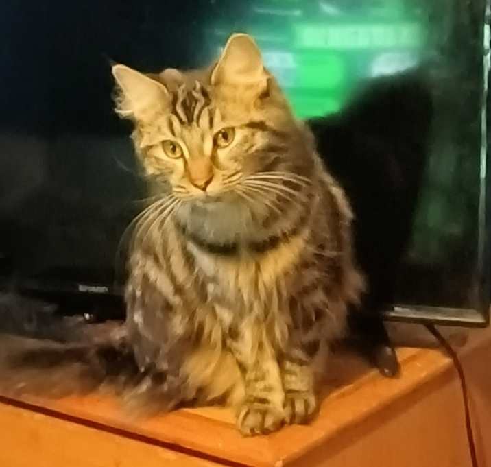 Photo of CAT-FLUENCER GRACE NEEDS NEW ENTOURAGE
