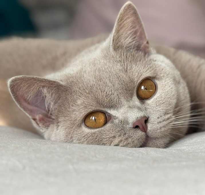 Photo of Milo