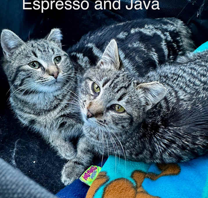 Photo of Espresso