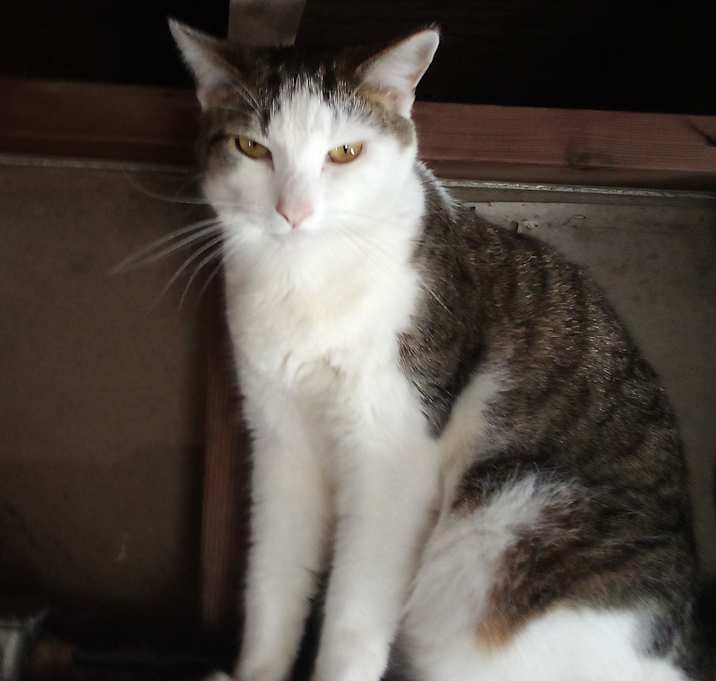 Photo of Niko